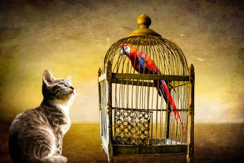 Cat following a parrot in the cage